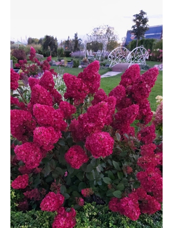 Гортензия метельчатая Самарская Лидия