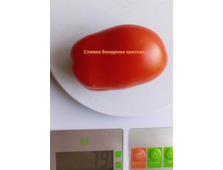 Томат Сливка Бендрика красная