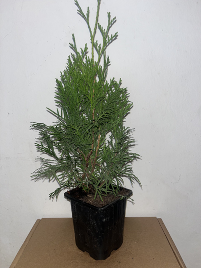 туя западная Смарагд  Р9