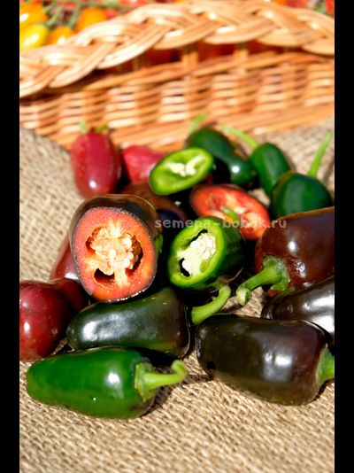 Перец острый Jalapeño Блэк Маррокан, (10 шт)