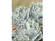 Kalanchoe Rhombopilosa - Каланхоэ ромбопилоза, Каланхоэ ромболистное