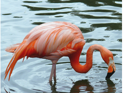 Купить греющую картину с фото фламинго