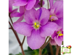 LV-Ланселот (Л. Шевелева) 2025 г. (клакамусный гёрл с кроновой пестролистностью) (стартер)