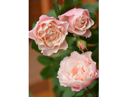 Дафна (Porcelaine d&#039;Orient,Daphne) японская роза