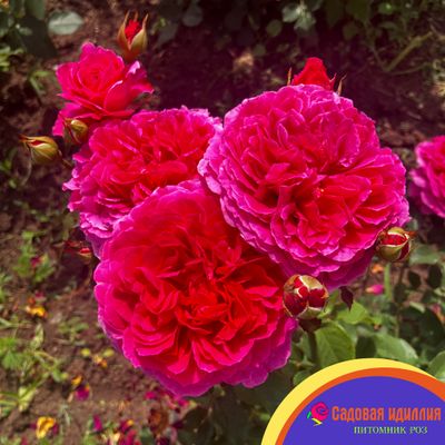 Габриэль ОАК (Gabriel OAK)