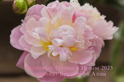 Золушка (Zolushka)