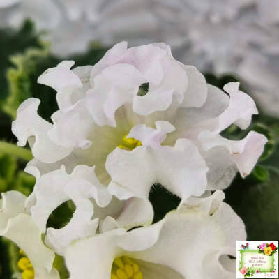 Dn-Macabeo (Д. Денисенко) 2019 г. (укоренённый лист)