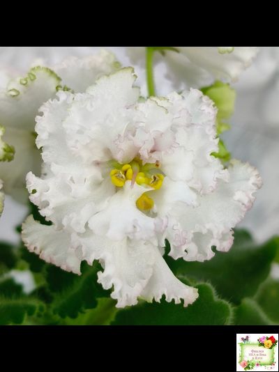 АВ-Любимая Игрушка (Фиалковод) 2015 г.