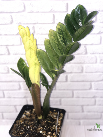 Замиокулькас Akebono