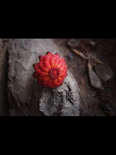 Кольцо "Цветок осеннего Солнца"