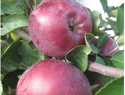 Спартан (яблоня)