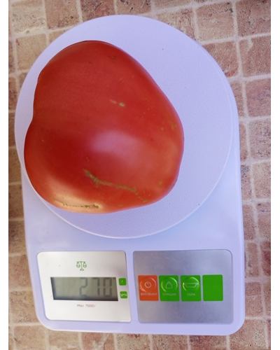 Томат Фиделио