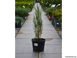 Можжевельник скальный Ивори Эрроу - Ivory Arrow