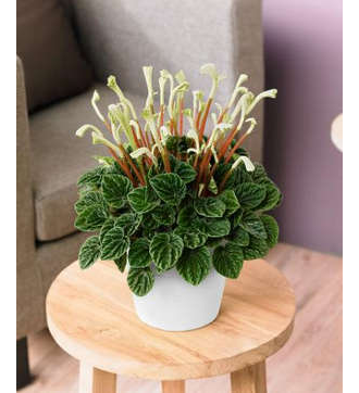 Peperomia caperata