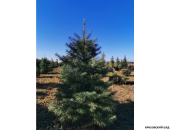 Пихта одноцветная - фото в питомнике - красовский-сад.рф
