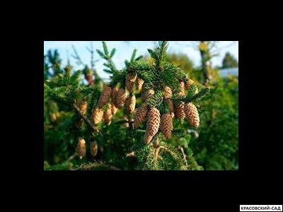 Ель Акрокона - Acrocona