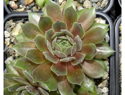 Sempervivum 'OHIO BURGUNDY' - розетка