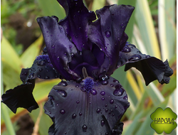 ИРИС БОРОДАТЫЙ "БЛЭК ДРЭГОН" (черный дракон)