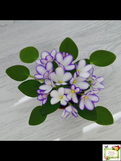 2А-Проба Пера (Е. Кольцова) 2024 г. (детка)