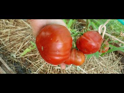 Томат Лавандовое озеро (Lavender Lake)