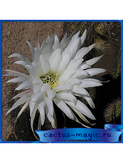 Trichocereus strigosus GM 1724