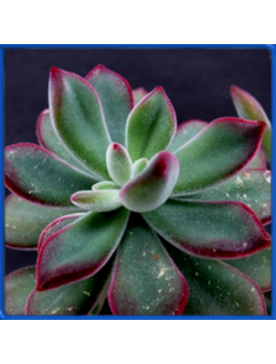 Echeveria pulvinata 'Ruby'