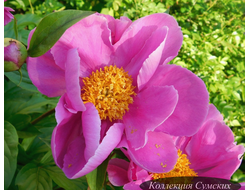 Пион Dancing Butterflies (Дансинг Баттерфляй)