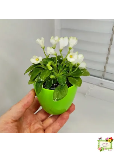 Н-Каламбур (Н. Бердикова) 2016 трейлер