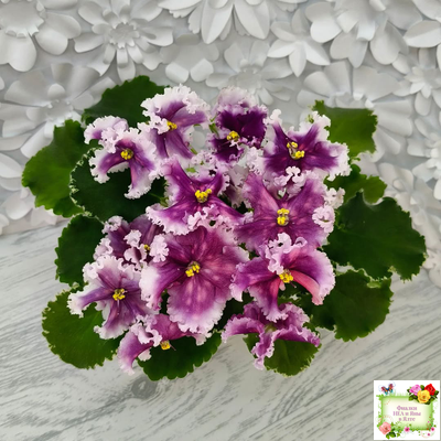 МТ-Сладкая Фантазия (М. Тотиева) 2022 г. (лист с детками укоренённый)