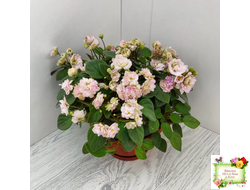 Pink Mint (S.Sorano) трейлер (пасынок срез)