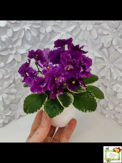 ЛЕ-Адреналин (Е. Лебецкая) 2020 г.