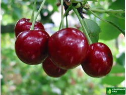 Вишня "Уральская рубиновая"