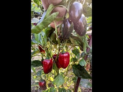 Перец острый Jalapeno Telica