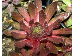 Sempervivum 'MAYA'- розетка