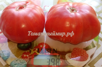 Томат Бабушкин секрет