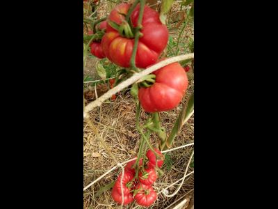 Томат Марманде розовый (Marmande pink)