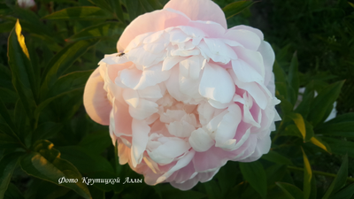 Пион Mrs.Franklin D.Roosewelt (Миссис Франклин Д.Рузвельт)