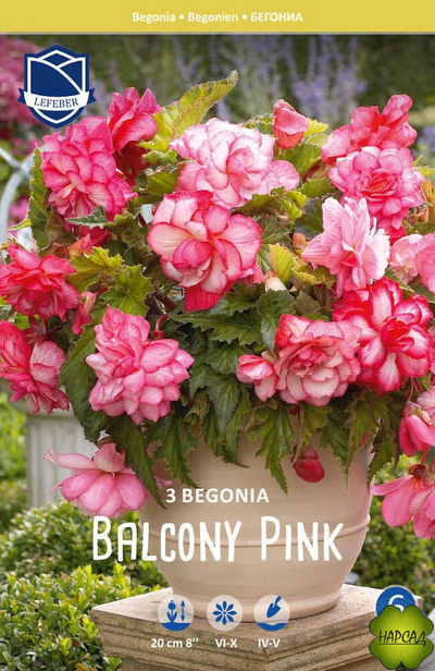 КЛУБНИ. Бегония ампельная Pink Balcony (Пинк Балкони) (В НАЛИЧИИ С 1 МАРТА 2025)