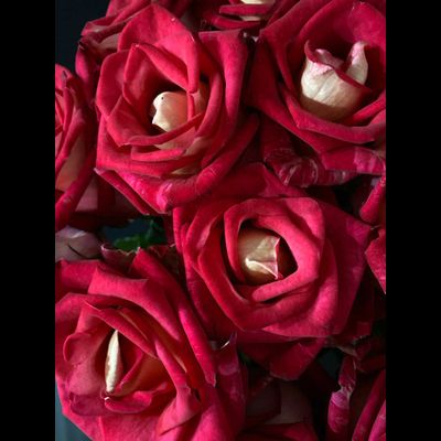 Роза  Россия 70 см. 15 шт