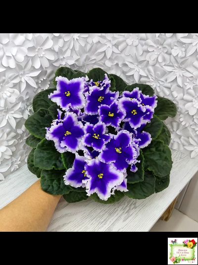 Dn-New Star (Д. Денисенко) 2019 г.