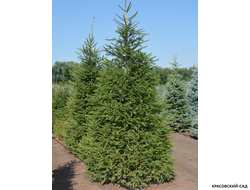 Ель обыкновенная Колумнарис фото в ландшафте - красовский-сад.рф