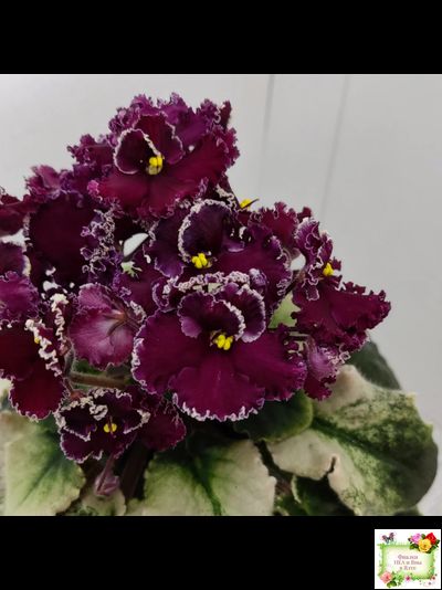 ЛЕ-Шелковые Кружева (Е. Лебецкая) 2017 г. (лист посажен 28.01.26)