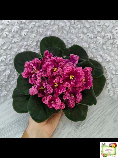 ЛФ-Дарья (Л.Федосеева) 2017 г. (пасынок укоренённый)