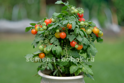 Томат Красная Шапочка, 10 шт