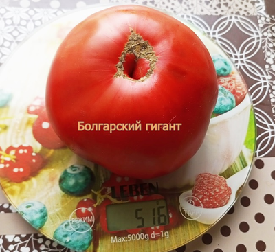 Томат Болгарский гигант (Bulgarian giant)