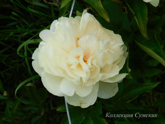 Пион Blonde Vision (Блонд Вижн)