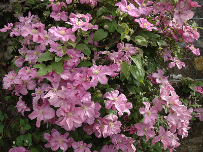 Клематис Комтесс де Бушо (Comtesse de Bouchaud), ОКС