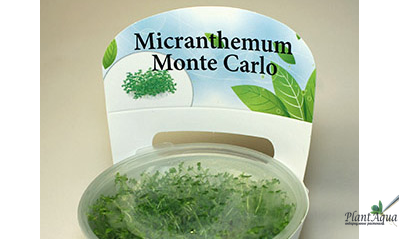 Монте Карло в меристеме