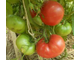 Томат Самые лучшие