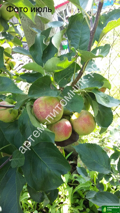 Яблоня "Конфетное"